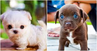 Cute dogs and puppies all dogs cute animals fluffy animals dog pictures cuddling dog lovers labrador retriever my life. Cute Dog Breeds That Turned Our Hearts To Mush 11 Pics