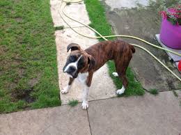 Common health problems in boxers and how diet can help. 9 Month Old Boxer Puppy For Sale Bedford Bedfordshire Pets4homes