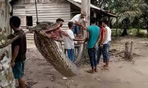 Provides local, international news, columnists and letters to editors. Giant Python Eaten By Indonesian Village After Attacking Security Guard Wowshack