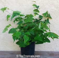 Image result for Fuirena obcordata