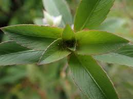 Image result for Sauvagesia