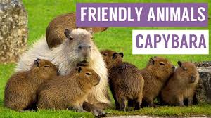 Check spelling or type a new query. Capybara Are The Friendliest Animal Compilation Youtube