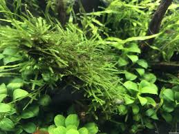 水草レイアウトでは案外難しいウィローモスを綺麗に維持する方法