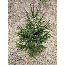 Habitat prefers full sun in average to evenly moist soil conditions, but does not tolerate wet soils. White Spruce Trees For Sale Picea Glauca Chief River Nursery Chief River Nursery