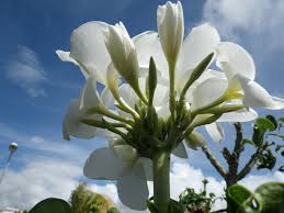 Image result for Dovyalis afra