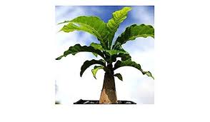 Image result for Entandrophragma caudatum