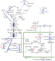 Most mae wang hotels offer free cancellation. Tolerant Mechanisms To O 2 Deficiency Under Submergence Conditions In Plants Springerlink