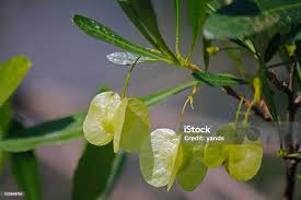 Image result for Terminalia sericea