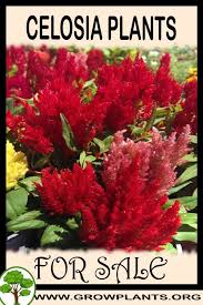 Celosia Plants For Sale Celosia Plant Plant Sale Plants
