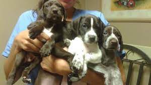 Maybe you would like to learn more about one of these? Akc Gsp German Shorthaired Pointer Puppies For Sale In Austin Texas Classified Americanlisted Com