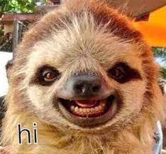 Sloth Teeth Look Like People Teeth How Can You Not Love That Face Animales Adorables Videos Divertidos De Animales Perezoso Animal