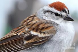 Pin On Birds In My Yard