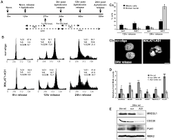 The g1/s transition is a stage in the cell cycle at the boundary between the g1 phase, in which the cell grows, and the s phase, during which dna is replicated. Plos Genetics Long Noncoding Rna Malat1 Controls Cell Cycle Progression By Regulating The Expression Of Oncogenic Transcription Factor B Myb