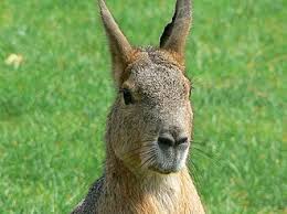 Image result for Dolichos pseudocajanus