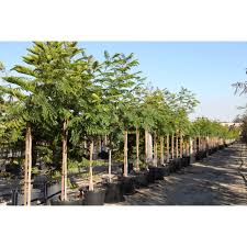 Image result for Peltophorum pterocarpum