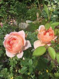 You may also like queen of sweden english shrub rose $30.00 My Favorite David Austin Rose Carding Mill Flowers David Austin Roses Rose