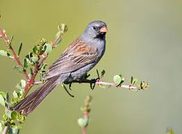 Image result for Spragueanella