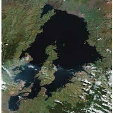 Image result for Sericanthe leonardii