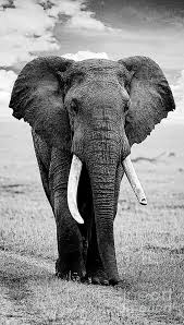 Maybe you would like to learn more about one of these? Beautiful Elephant Black And White 17 Photograph By Boon Mee