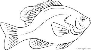 Give your child his crayons and let him color them. Bass Coloring Pages Coloringall