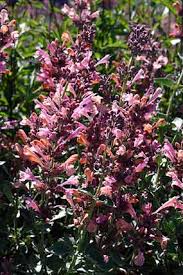 Kłosowiec 'kudos ambrosia' to oryginalna bylina wytwarzająca dwubarwne kwiatostany (o różnym odcieniu). Suncrest Nurseries Inc Search Our Plant Database