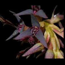 Image result for Bulbophyllum fuscum