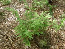 Image result for Dryopteris athamantica