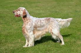 English Setter – Brit