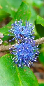 Image result for Memecylon myrianthum