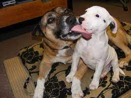 My Dog Wants To French Kiss Your Dog Why Dogs Lick Other Dogs Faces The Dog People By Rover Com
