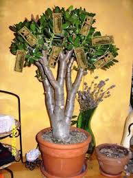 My Money Plant Leaves Are Turning Yellow What Should I Do Quora