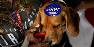 Find what you are looking for or create your own ad for free! Metals News Dog Owners In Madison Wisconsin Are About To Be The Latest American Consumers To Feel The Squeeze From Trump S Tariffs