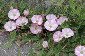 Image result for Convolvulus arvensis