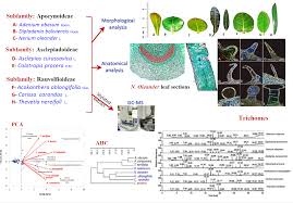 Image result for Apocynaceae subfamilies Apocynoideae and Rauvolfioideae