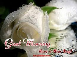 Good Morning Fresh White Rose Pictures Sms Facebook White Roses White Rose Pictures Good Morning Roses