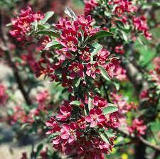 Check spelling or type a new query. Malus Purple Prince Purple Prince Flowering Crabapple From Prides Corner Farms