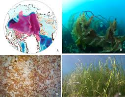 Image result for Light Ice Blue 2002 Ka