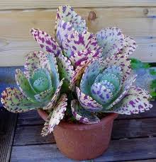 Twitter Planting Succulents Succulents Plants
