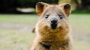 Cute But Vulnerable Scientists To Use Drones Cloud And Ai To Protect Australia S Quokkas Microsoft Stories Asia