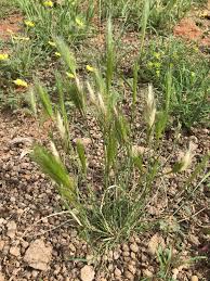 Image result for Aristida congesta