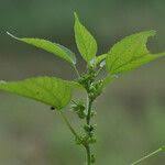 Image result for Acalypha ciliata