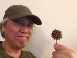 The November woods' tree skeletons and bones reveal endless design  possibilities. Spiky Sweetgum balls just for fun. Their seeds have shikimic  acid, one of the main ingredients in the manufacture of Tamiflu.