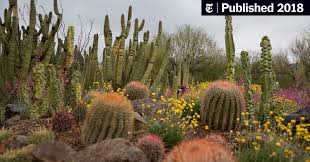 A beautiful forest of saguaro cactus plants that stretch out as far as the eye can see. Tucson Is A City That Encourages You To Explore The New York Times