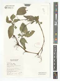 Image result for Impatiens burtonii