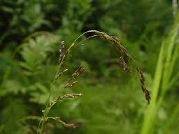 Image result for Glyceria