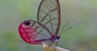 Alas De Cristal Butterfly Species Butterfly Beautiful Butterflies