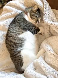 Along with this, their skin flaps appear elongated. Some Cats Have A Primordial Pouch Or The More Affectionate Term Cookie Pouch The Myth Is This Pouch Forms When A Cat Is Spayed Or Neutered But This Is Actually Part Of
