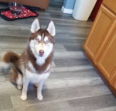 Beautiful puppies, dogs, kittens and cats at shelter, plus a horse. Siberian Husky Puppies For Sale Charlotte Nc 326259