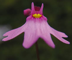 Image result for Utricularia appendiculata