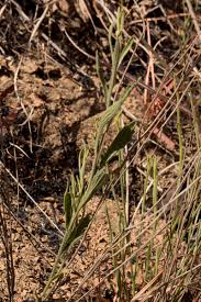 Image result for Nidorella spartioides